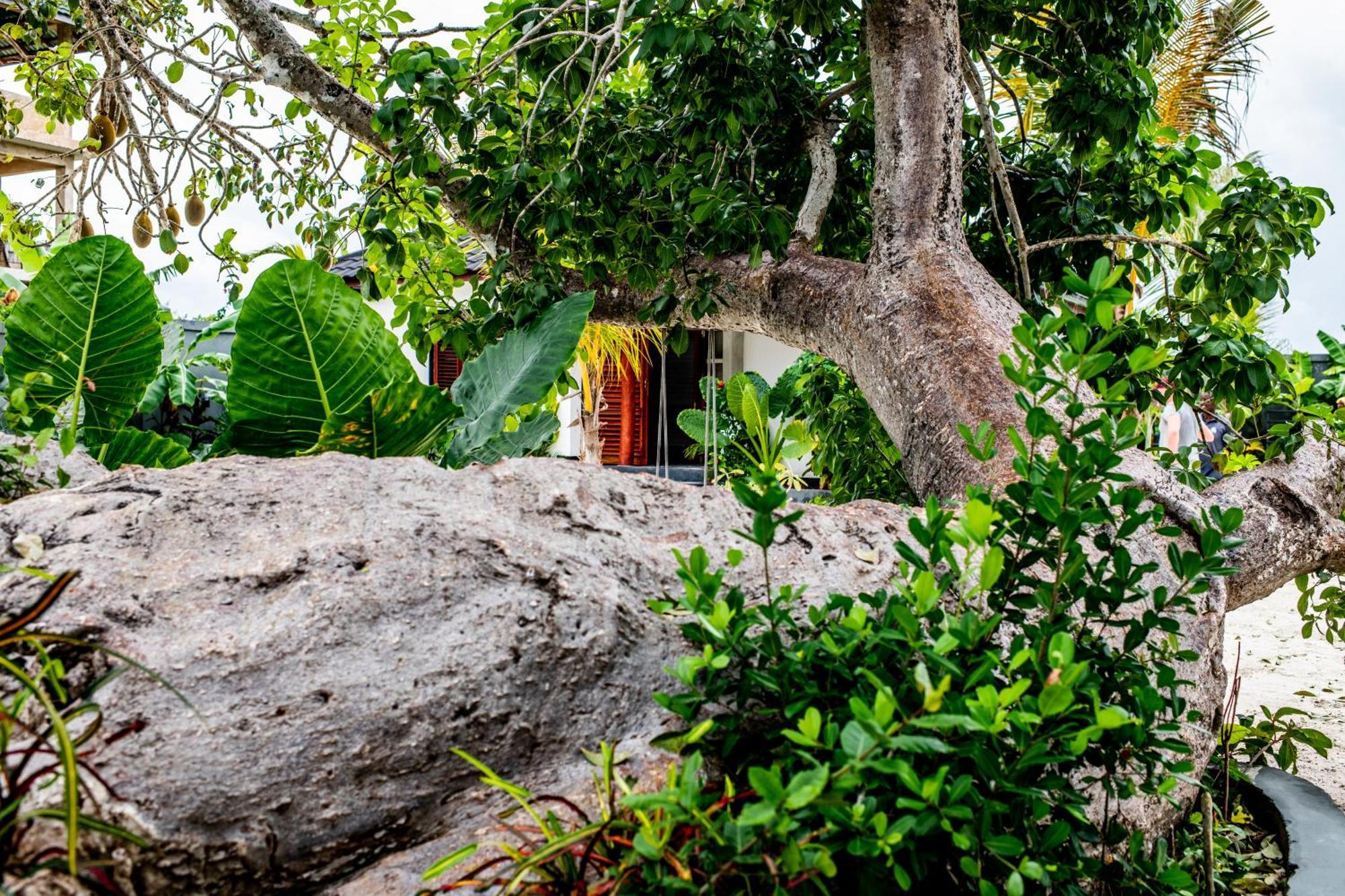 Baobab Bungalows Jambiani  Exteriör bild